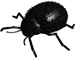 darkling beetle clipart image