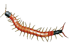 centipede image