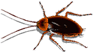 animated cockroach