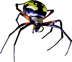 large colorful spider