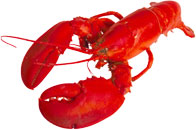 lobster bright red