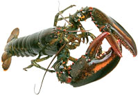 large lobster side view