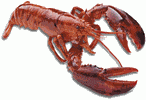 lobster image