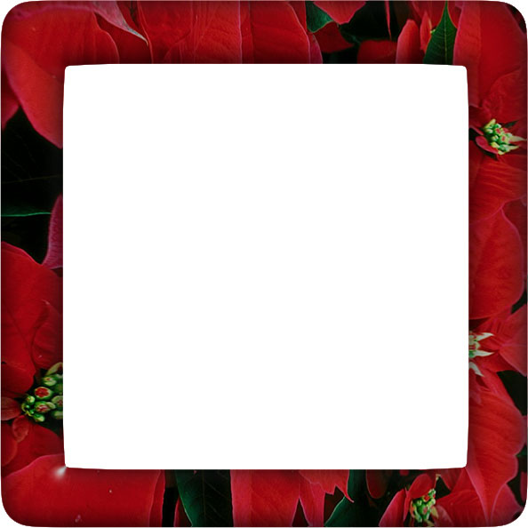 poinsettia border with rounded corners