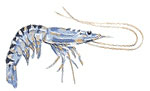 shrimp blue