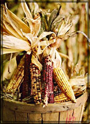 harvest corn