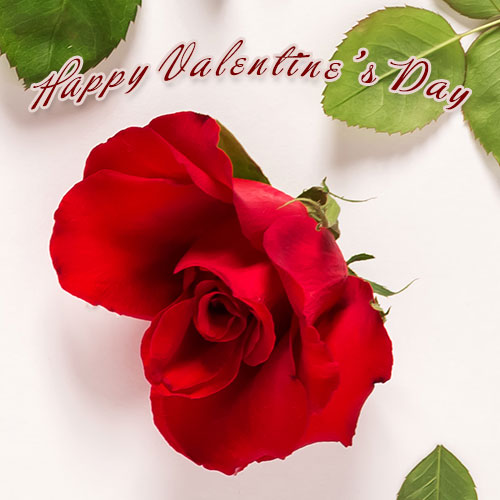 Happy Valentine's Day rose