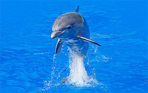 dolphin summer