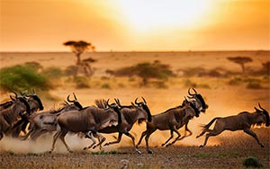 Wildebeest