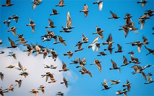 flying birds