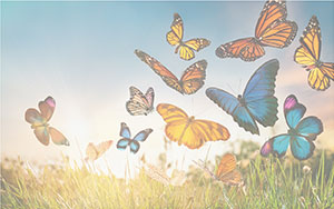 butterflies