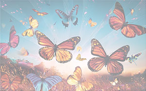 butterflies