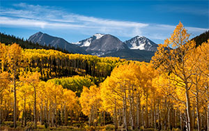 aspen trees