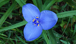 blue flower background photo