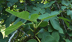 fig tree background