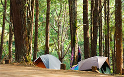 camping in forest