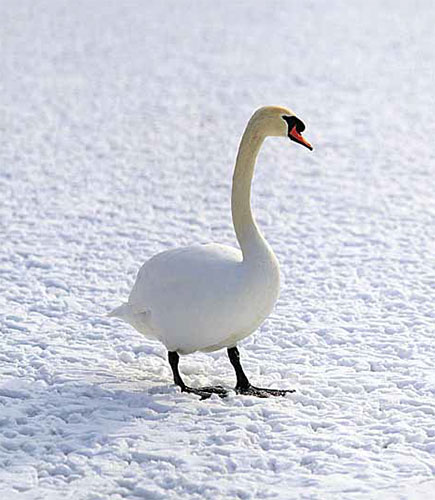 goose snow