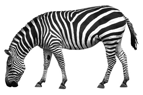 zebra clipart